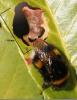 Bombus sp.
